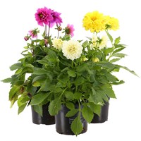 A Lucky Dip Selection! Dahlia 3 x 13cm Pot Bedding
