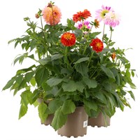 A Lucky Dip Selection! Dahlia 3 x 2L Pot Bedding
