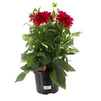 A Lucky Dip Selection! Dahlia - 4L Pot Bedding