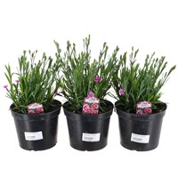 A Lucky Dip Selection! Dianthus - 3 x 1.5L Pot Bedding