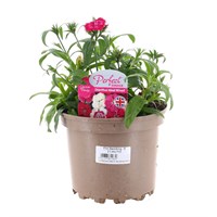 A Lucky Dip Selection! Dianthus - 3 x 2L Pot Bedding