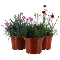 A Lucky Dip Selection! Dianthus 3 x 3L Pot Bedding