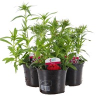 A Lucky Dip Selection! Dianthus Mixed - 3 x 13cm Pot Bedding