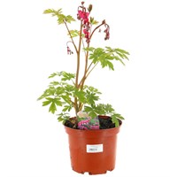 A Lucky Dip Selection! Dicentra 3L Pot Bedding