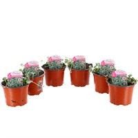 A Lucky Dip Selection! Dichondra - 6 x 10.5cm Pot Bedding