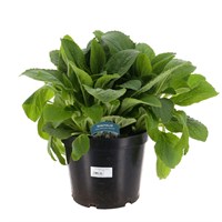 A Lucky Dip Selection! Digitalis - 5L Pot Bedding