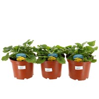 A Lucky Dip Selection! Doronicum - 3 x 3L Pot Bedding