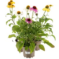 A Lucky Dip Selection! Echinacea - 3 x 2L Pot Bedding