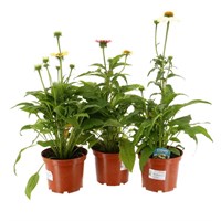 A Lucky Dip Selection! Echinacea 3 x 3L Pot Bedding