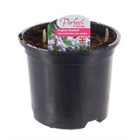 A Lucky Dip Selection! English Bluebells - 6 x 13cm Pot Bedding Bulbs