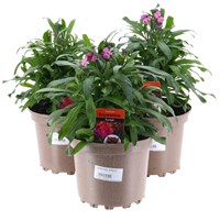 A Lucky Dip Selection! Erysimum 3 x 2L Pot Bedding
