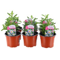 A Lucky Dip Selection! Felicia Felicitara - 6 x 10.5cm Pot Bedding