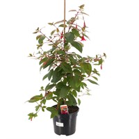 A Lucky Dip Selection! Fuchsia - 3L Pot Bedding