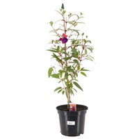 A Lucky Dip Selection! Fuchsia - 5L Pot Bedding