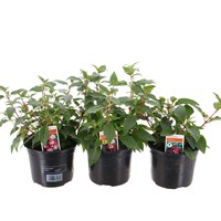 A Lucky Dip Selection! Fuchsia Bush - 3 x 13cm Pot Bedding