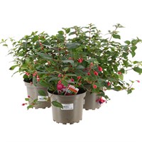 A Lucky Dip Selection! Fuchsia Bush - 3 x 2L Pot Bedding