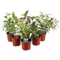 A Lucky Dip Selection! Fuchsia Bush Mixed - 6 x 10.5cm Pot Bedding