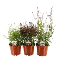 A Lucky Dip Selection! Gaura - 3 x 3L Pot Bedding