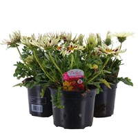 A Lucky Dip Selection! Gazania - 3 x 13cm Pot Bedding