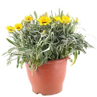 A Lucky Dip Selection! Gazania Daybreak - 6.5L Pot Bedding