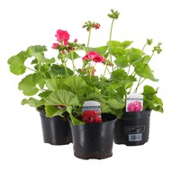A Lucky Dip Selection! Geranium - 3 x 13cm Pot Bedding