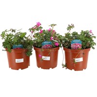 A Lucky Dip Selection! Geranium Hardy - 3 x 3L Pot Bedding