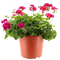 A Lucky Dip Selection! Geranium Upright 17L Pot Bedding