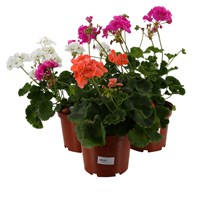 A Lucky Dip Selection! Geranium Upright Mixed - 3 x 3L Pot Bedding