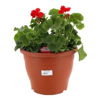 A Lucky Dip Selection! Geranium Upright - 6.5L Pot Bedding
