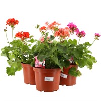 A Lucky Dip Selection! Geranium Upright Mixed - 3 x 2L Pot Bedding
