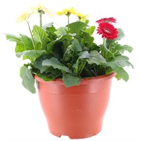 A Lucky Dip Selection! Gerbera Mixed 6.5L Pot Bedding