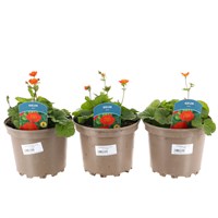 A Lucky Dip Selection! Geum - 3 x 2L Pot Bedding