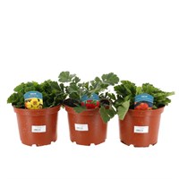 A Lucky Dip Selection! Geum - 3 x 3L Pot Bedding