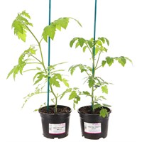 A Lucky Dip Selection! Grafted Tomatoes - 2 x 13cm Pot Vegetable