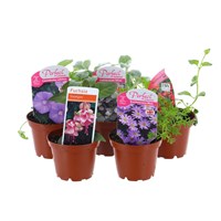 A Lucky Dip Selection! Hanging Basket Mixed - 5 x 7cm Pot Bedding