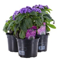 A Lucky Dip Selection! Heliotrope Scentropia Blue 3 x 13cm Pot Bedding