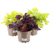 A Lucky Dip Selection! Heuchera 3 x 2L Pot Bedding