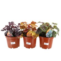 A Lucky Dip Selection! Heuchera - 3 x 3L Pot Bedding