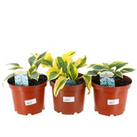 A Lucky Dip Selection! Hosta - 3 x 3L Pot Bedding