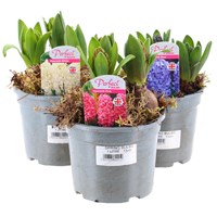 A Lucky Dip Selection! Hyacinth 3 x 13cm Pot Bedding Bulbs