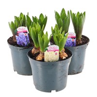 A Lucky Dip Selection! Hyacinth - 3 x 2L Pot Bedding Bulbs