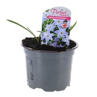 A Lucky Dip Selection! Ipheion - 6 x 10.5cm Pot Bedding Bulbs