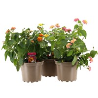 A Lucky Dip Selection! Lantana Bandolero 3 x 2L Pot Bedding