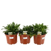 A Lucky Dip Selection! Leucanthemum - 3 x 3L Pot Bedding