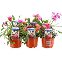 A Lucky Dip Selection! Lewisia - 6 x 10.5cm Pot Bedding