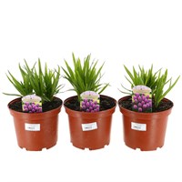 A Lucky Dip Selection! Liatris - 3 x 3L Pot Bedding