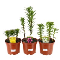 A Lucky Dip Selection! Lilium - 3 x 3L Pot Bedding