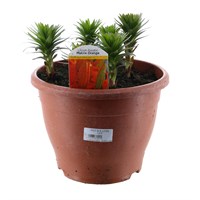 A Lucky Dip Selection! Lilium - 6.5L Pot Bedding