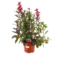 A Lucky Dip Selection! Lobelia - 3L Perennial Plant