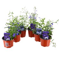 A Lucky Dip Selection! Lobelia 6 x 10.5cm Pot Bedding